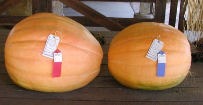 pumpkin.jpg
